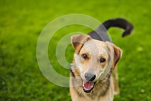 Cute Beagles playing in backyard. Dog with devoted eyes