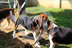 Cute Beagles playing in backyard