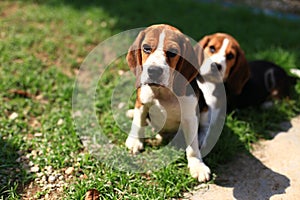 Cute Beagles playing in backyard