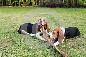 Cute Beagles playing in backyard