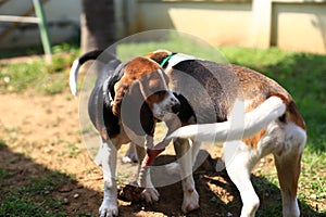 Cute Beagles playing in backyard