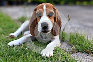 Cute Beagles playing in backyard