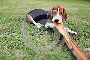 Cute Beagles playing in backyard