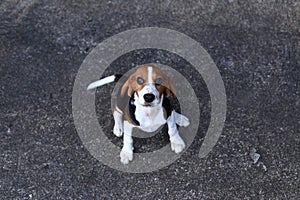 Cute Beagles playing in backyard