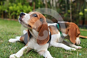 Cute Beagles playing in backyard