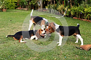 Cute Beagles playing in backyard