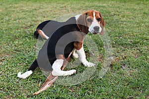 Cute Beagles playing in backyard