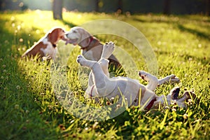 Cute Beagles playing
