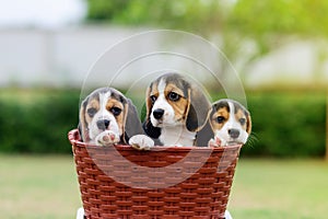 Cute Beagles