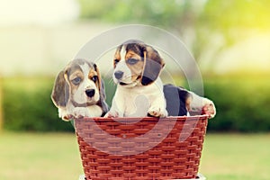 Cute Beagles