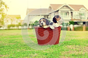 Cute Beagles