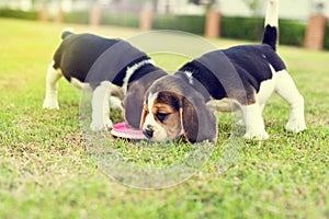 Cute beagles