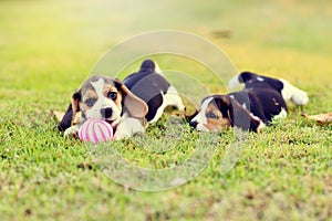 Cute Beagles