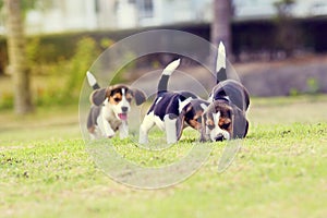Cute Beagles
