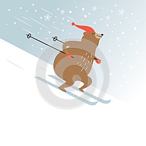 Cute bear is skiing