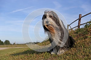 Bearded Collie portrait