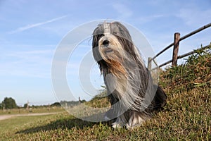 Bearded Collie