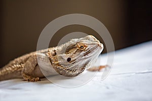 Cute bearded dragon reptile home pet  close up