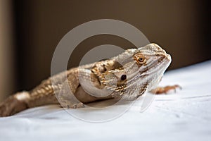 Cute bearded dragon reptile home pet  close up