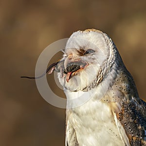 Cute and beautiful Barn owl Tyto alba on a branch eating a mouse prey. Bokeh autumn background, yellow and brown colors. Noord