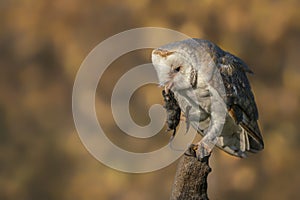 Cute and beautiful Barn owl Tyto alba on a branch eating a mouse prey. Bokeh autumn background, yellow and brown colors. Noord