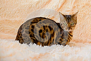 Cute beautiful Bengal cat on the carpet