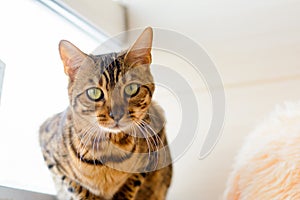 cute beautiful Bengal cat on the carpet