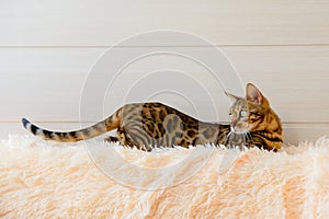 Cute beautiful Bengal cat on the carpet