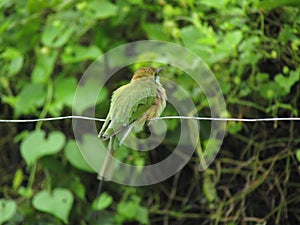 Cute and beautiful bird on electric cabal. photo