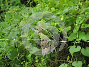 Cute and beautiful bird on electric cabal. photo