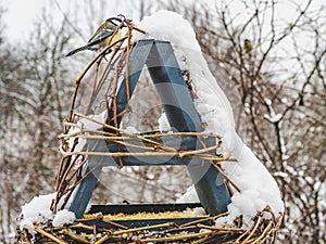 Cute, beautiful birds in a wicker feeder