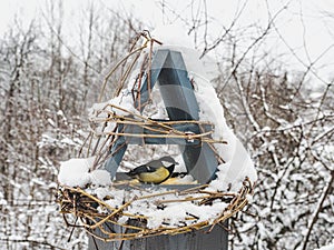 Cute, beautiful birds in a wicker feeder