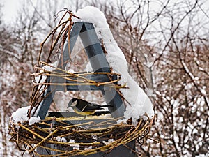 Cute, beautiful birds in a wicker feeder