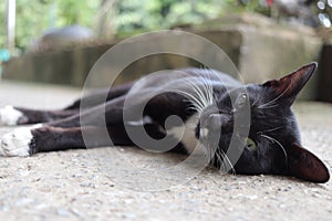 Cute beautiful black cat lying on the ground, sleepy lazy cat