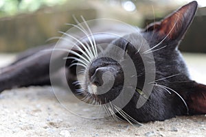 Cute beautiful black cat lying on the ground, sleepy lazy cat