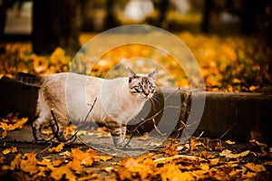 Cute beautiful cat walks among the yellow fallen leaves on an autumn day. A walk of a pet in nature
