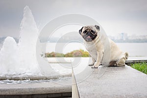 A cute beautiful and chic pug dog sits on a stone parapet