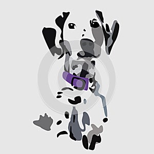 Cute, beautiful Dalmatian dog looking straight, in a purple collar .Vector illustration isolated on a gray background