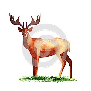 Cute beautiful deer isolated, beautiful noble proud sika deer, ruminant mammal, family Cervidae, wild animal, side view