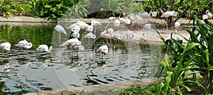 Cute beautiful Flamingo brightens the day photo