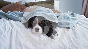 Cute beautiful fluffy dog sleeps and rests in bed, wrap in blanket and snores in lazy time. Cozy