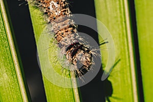 Cute beautiful fluffy light brown large caterpillar on leaf. Interaction with wild nature beauty fauna Entomology image