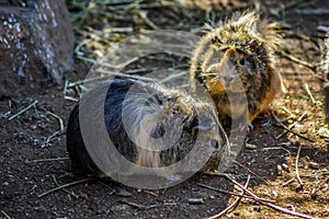 Cute, beautiful and furry domestic guinea pig or cavy or Cavia porcellus in a zoo in South Africa