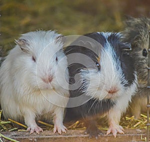 Cute, beautiful and furry domestic guinea pig or cavy or Cavia porcellus in a zoo in South Africa