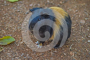Cute, beautiful and furry domestic guinea pig or cavy or Cavia porcellus in a zoo in South Africa