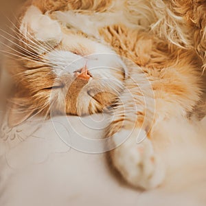 Cute beautiful ginger cat is lying on a white bed in the early morning and sleeping. A happy pet and home comfort