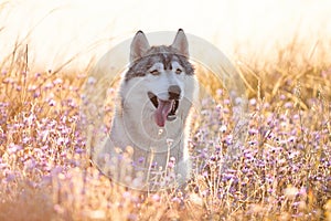 Cute beautiful gray husky with brown eyes sitting in green grass
