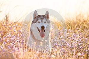 Cute beautiful gray husky with brown eyes sitting in green grass