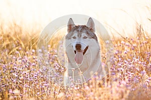 Cute beautiful gray husky with brown eyes sitting in green grass and lilac flowers on sunset background and yellow sunny backlight