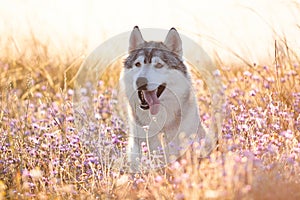 Cute beautiful gray husky with brown eyes sitting in green grass and lilac flowers on sunset background and yellow sunny backlight